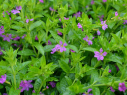 Fairy Garden - Cuphea, Lavendar