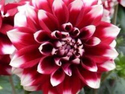 Dahlia, Assorted