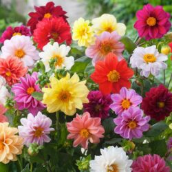 Dahlia, Assorted - Image 2