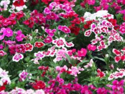 Dianthus