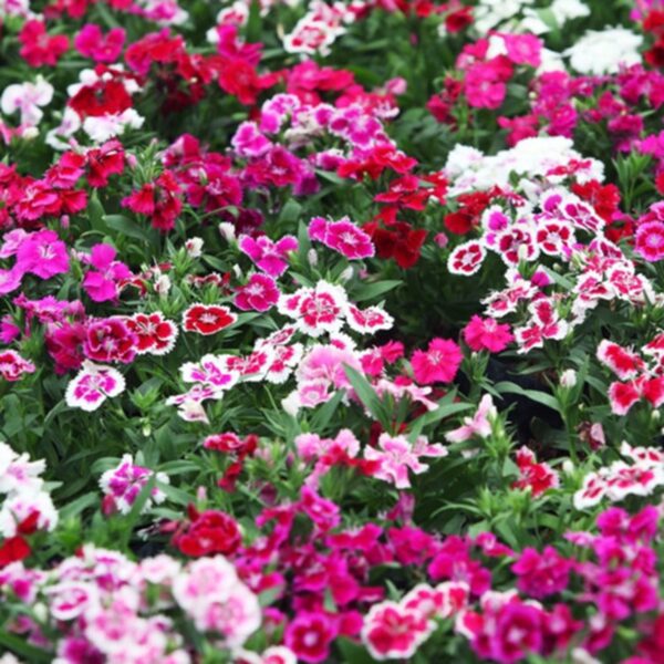 Dianthus