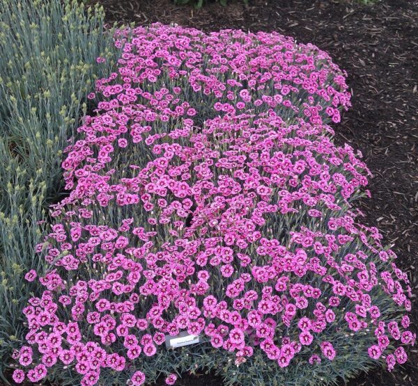 Dianthus, Whetman Stars Stargazer Pink