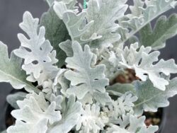 Dusty Miller, Silver Dust