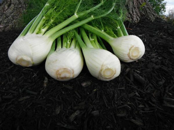 Fennel, Antares
