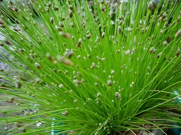 Fiber Optic Grass