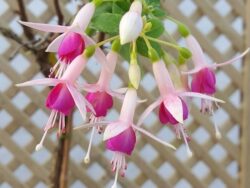Fuchsia, Mini