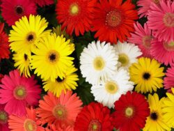Gerbera Daisy, assorted