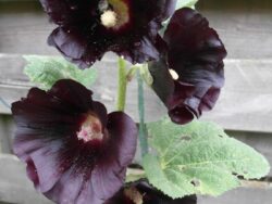 Hollyhock, Spotlight Blacknight