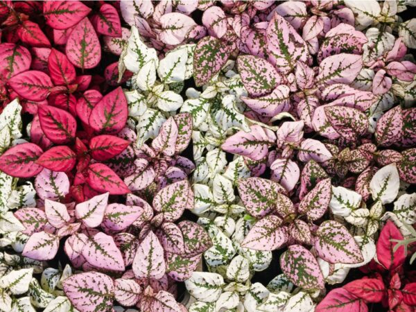 Hypoestes, Mini, Assorted