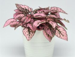 Hypoestes, Pink Splash