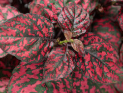 Hypoestes, Red Splash