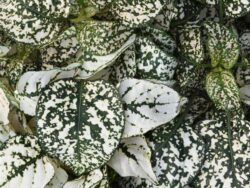 Hypoestes, White Splash