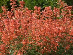 Hyssop, Orange