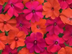 Impatiens