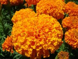 Inca Marigold, Orange