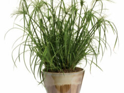 King Tut Grass
