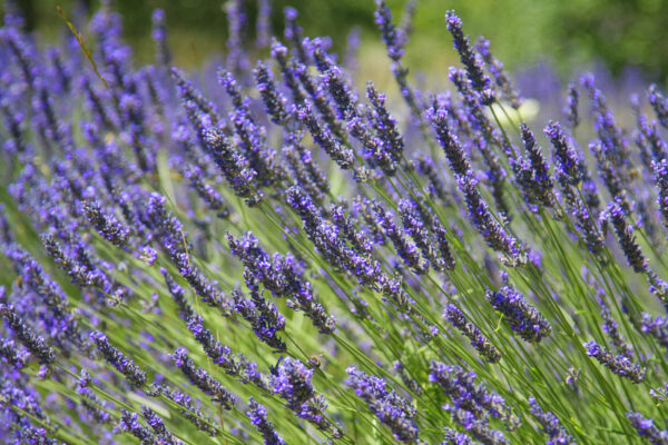 Lavender, Provence