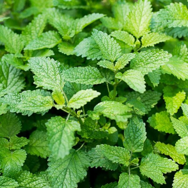 Lemon Balm, Citronella