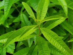 Lemon Verbena