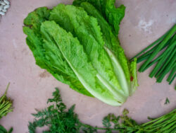 Lettuce, Romaine