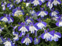 Lobelia, Assorted