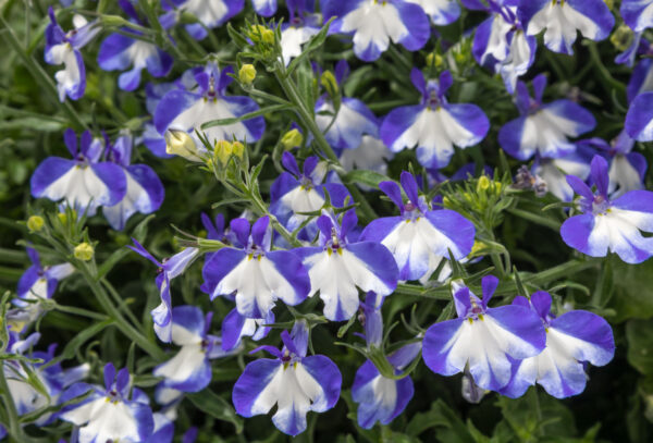 Lobelia, Assorted