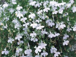 Lobelia, White