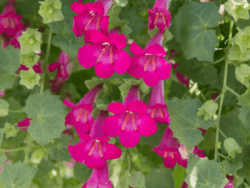 Lophospermum Lofos (Compact Rose)