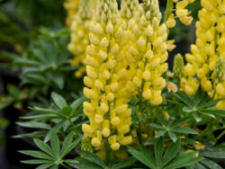 Lupine, Mini Gallery Yellow
