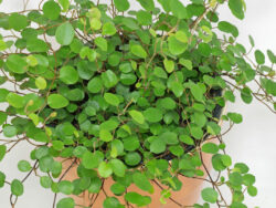 Fairy Garden - Maidenhair Vine