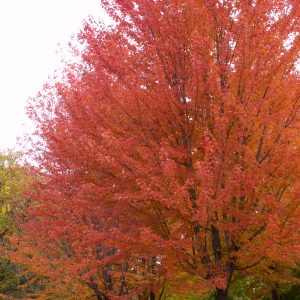 Maple, Autumn Spire – A+ Garden Center | Duluth, Minnesota | Plants ...