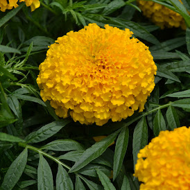 Marigold, Large Bloom Gold – A+ Garden Center | Duluth, Minnesota ...