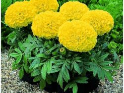 Marigold, Large Bloom Yellow