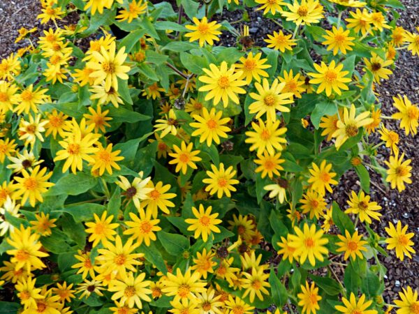 Melampodium, Showstar
