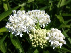 Milkweed (Swamp), Ice Ballet