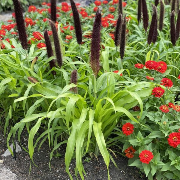 Millet Jade Princess Grass