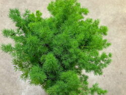 Ming Fern, Mini