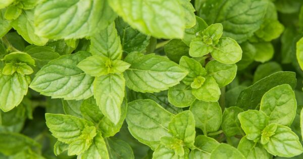 Mint, English