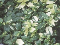 Mint, Peppermint Variegated