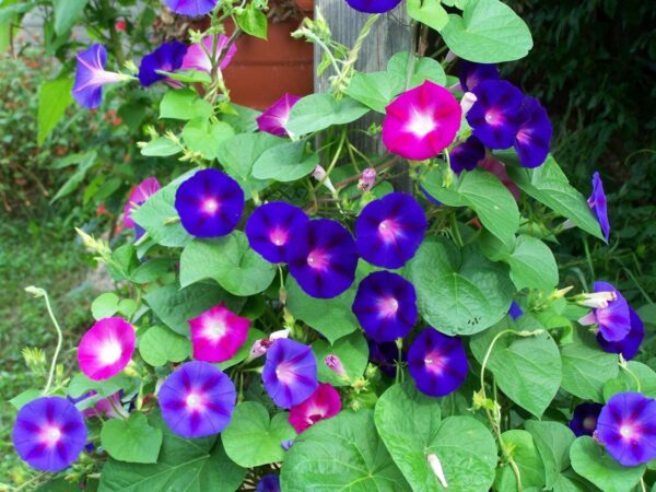 Morning Glory, Assorted