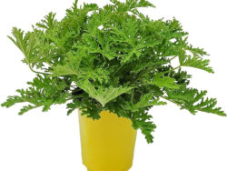 Citronella, Mosquito Plant