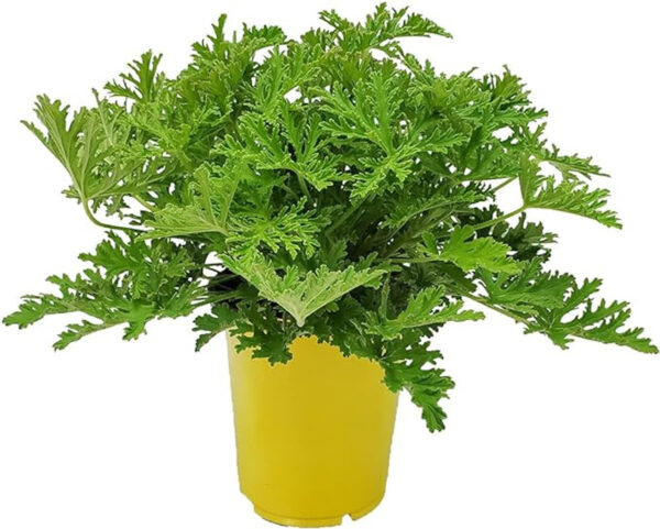 Citronella, Mosquito Plant