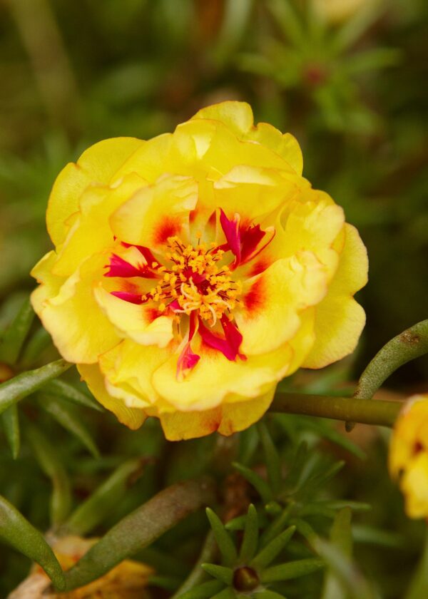 Purslane, Assorted