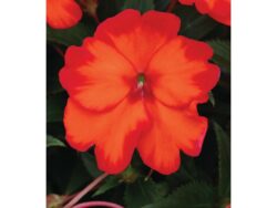 New Guinea, SunStanding Helios Flame Orange (Bi-Color)