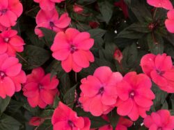 New Guinea, SunStanding Apollo Neon Rose