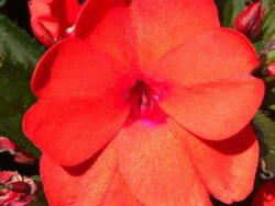New Guinea, SunStanding Apollo Orange