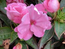New Guinea, SunStanding Apollo Pink