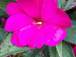 New Guinea, SunStanding Apollo Purple