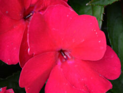 New Guinea, SunStanding Apollo Ruby Red