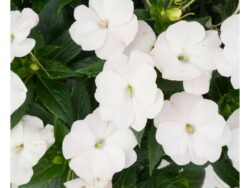 New Guinea, SunStanding Apollo White Cloud